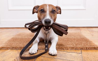 Effective Dog Training – Finding the Best Dog Trainers in Salt Lake City, UT