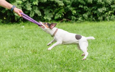 Pet Owners Choose Dog Training Services Arlington TX for Lasting Results and Peace of Mind